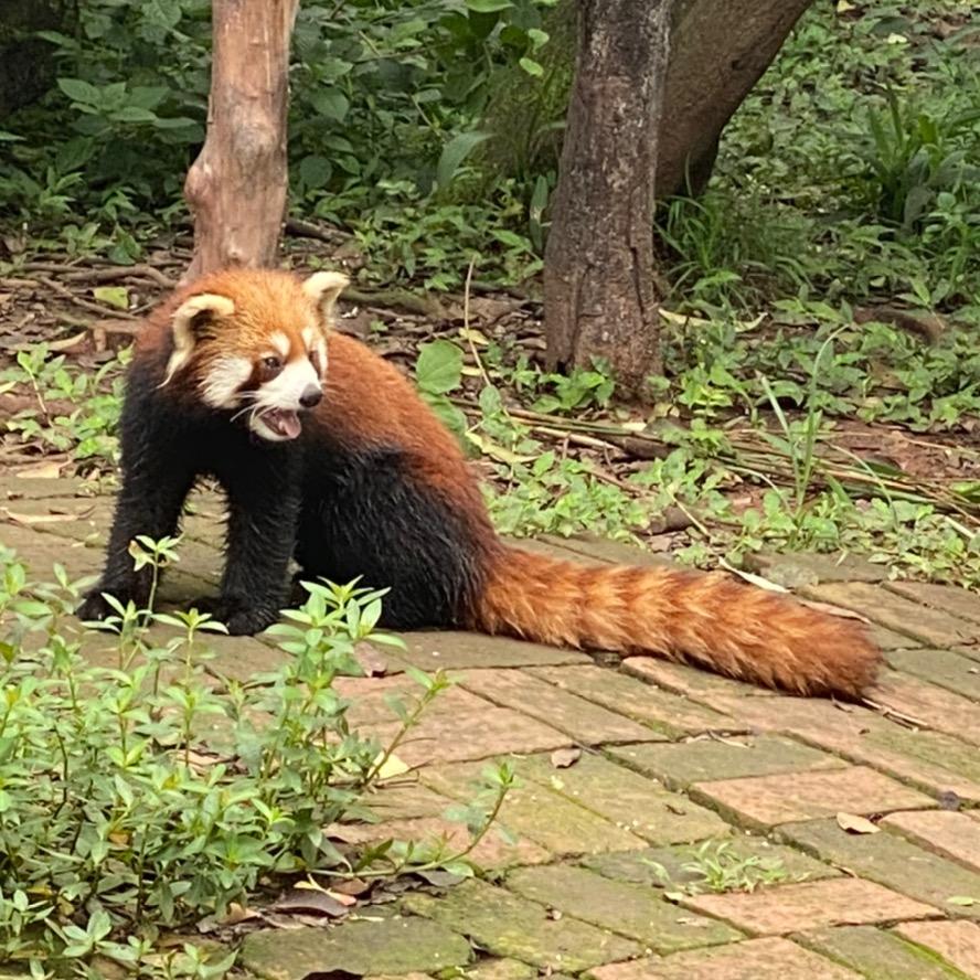 猜，