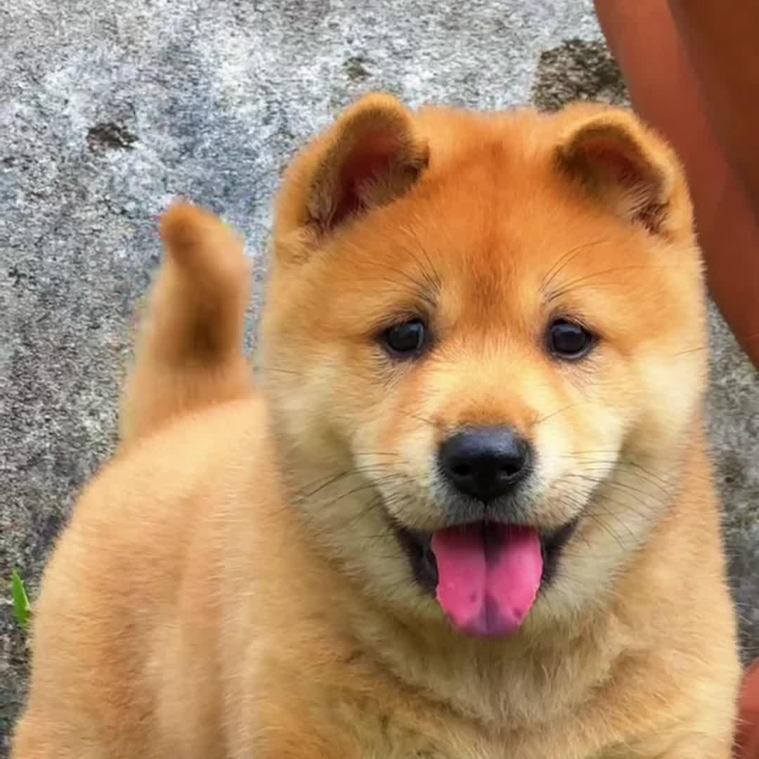 五黑神犬精品店