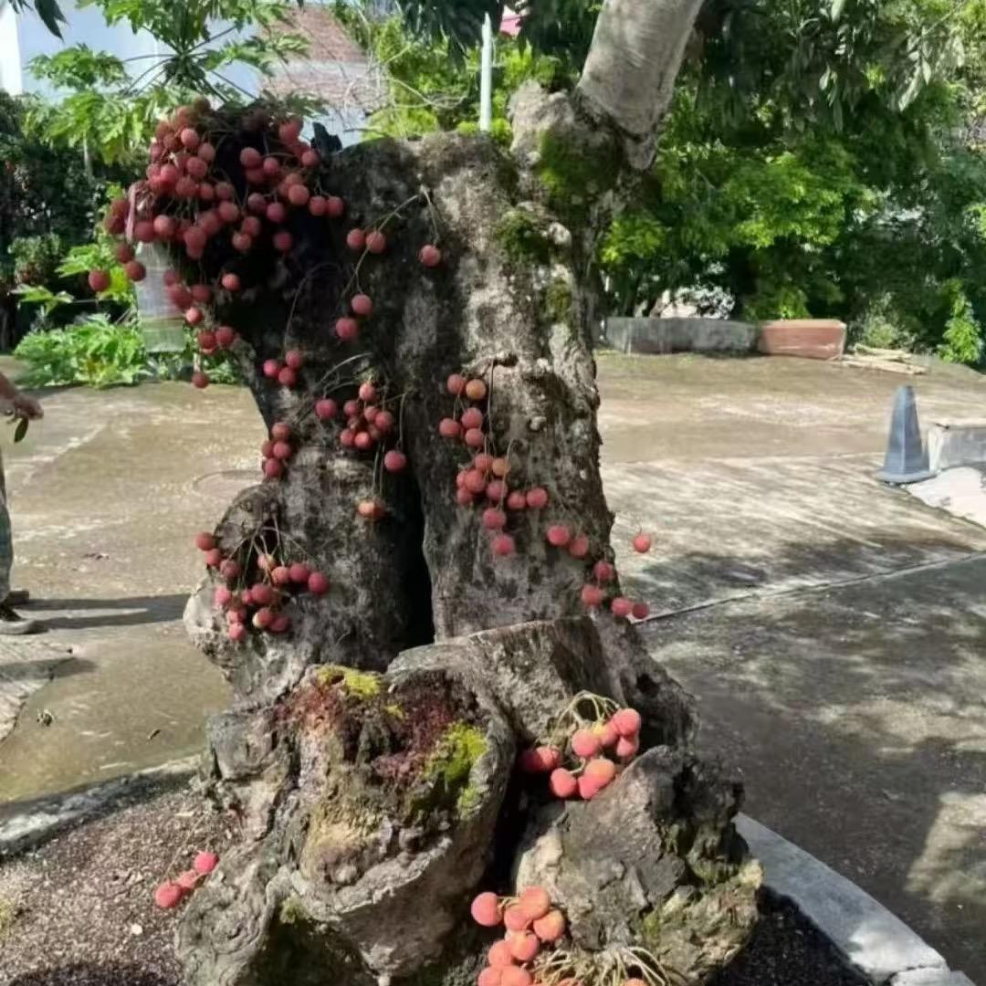 创新小胖烧烤炒饭