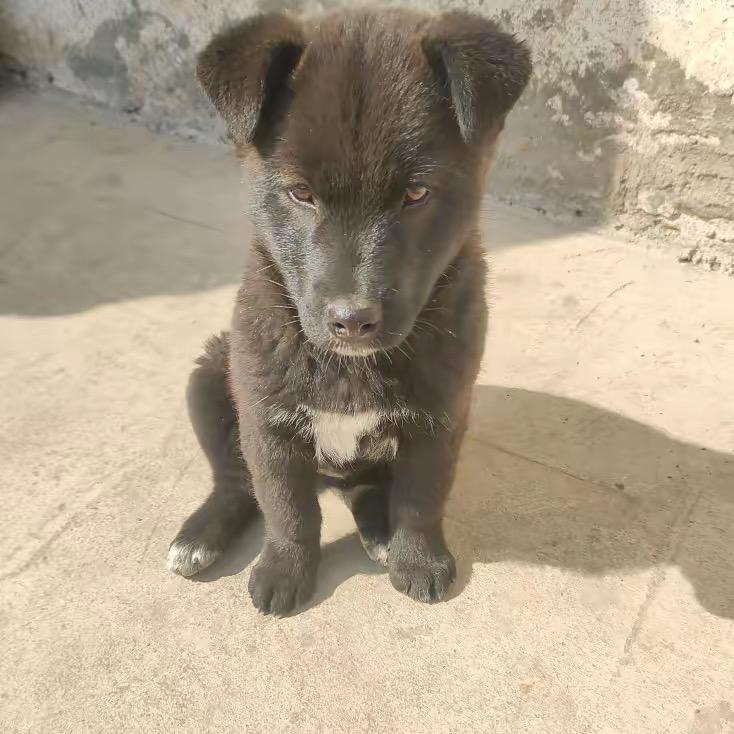 黑狗