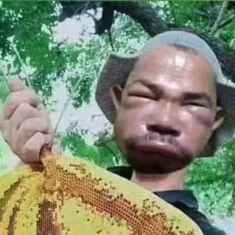 丰斛（远山行）苗木花卉