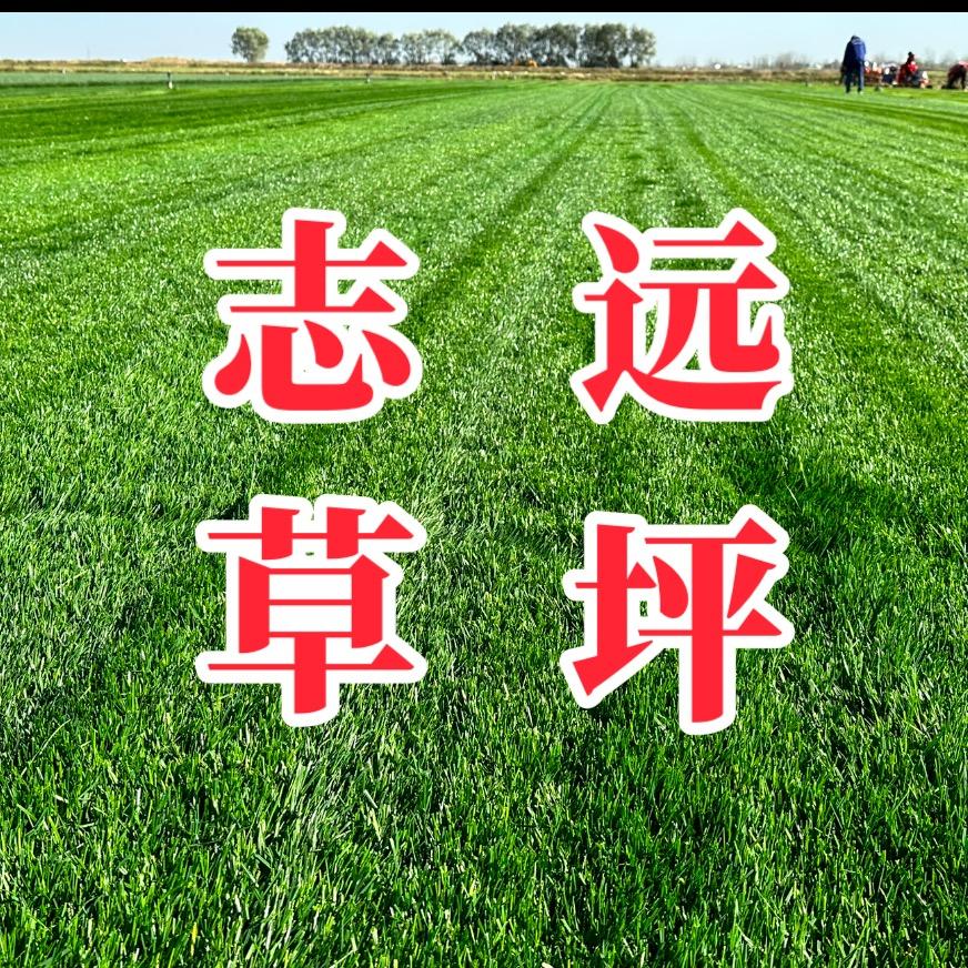 志远草坪种植