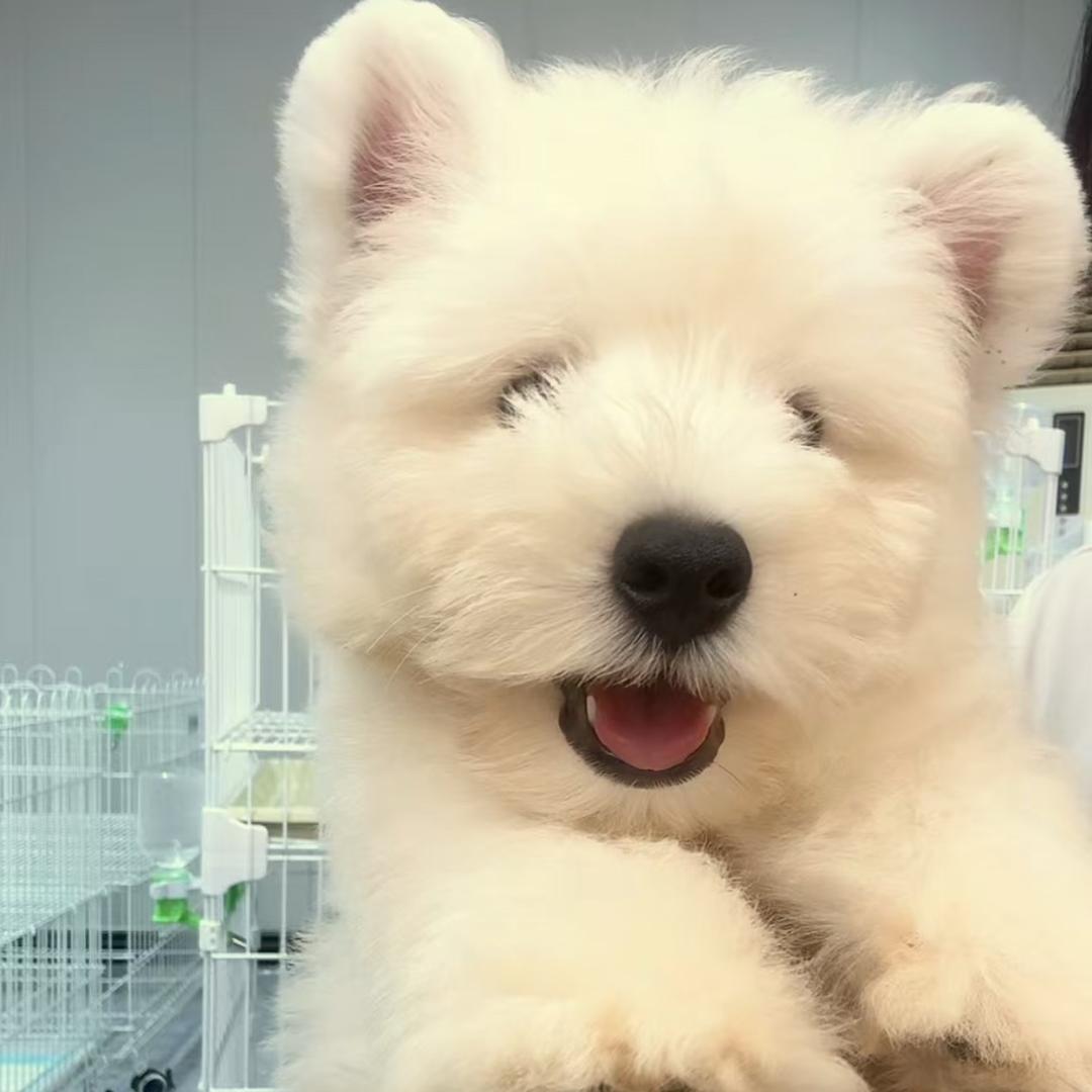 熊猫犬舍-西高地、棉花面纱犬