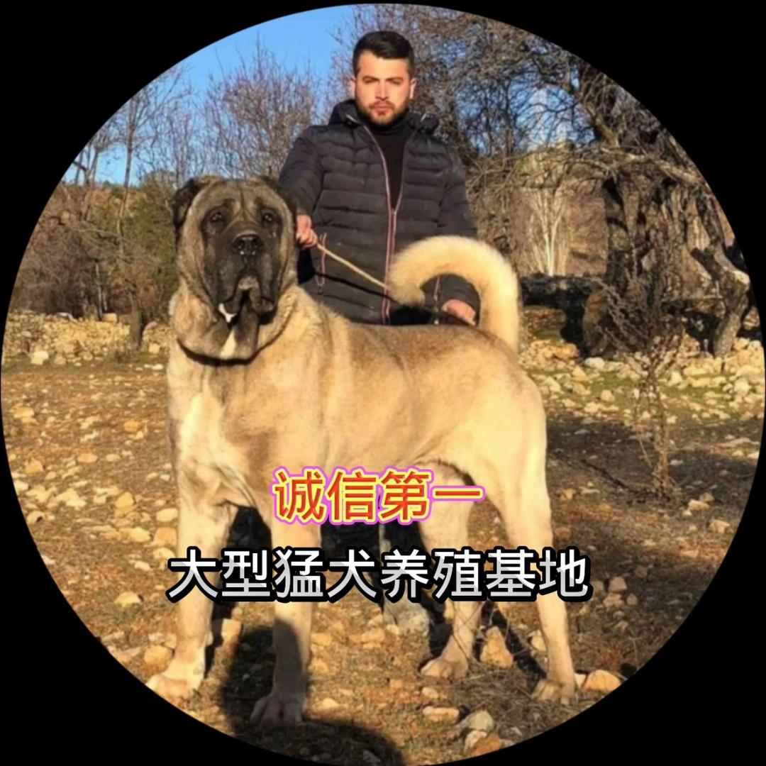 小刘大型猛犬养殖基地