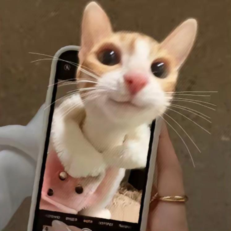 小猫又笨了