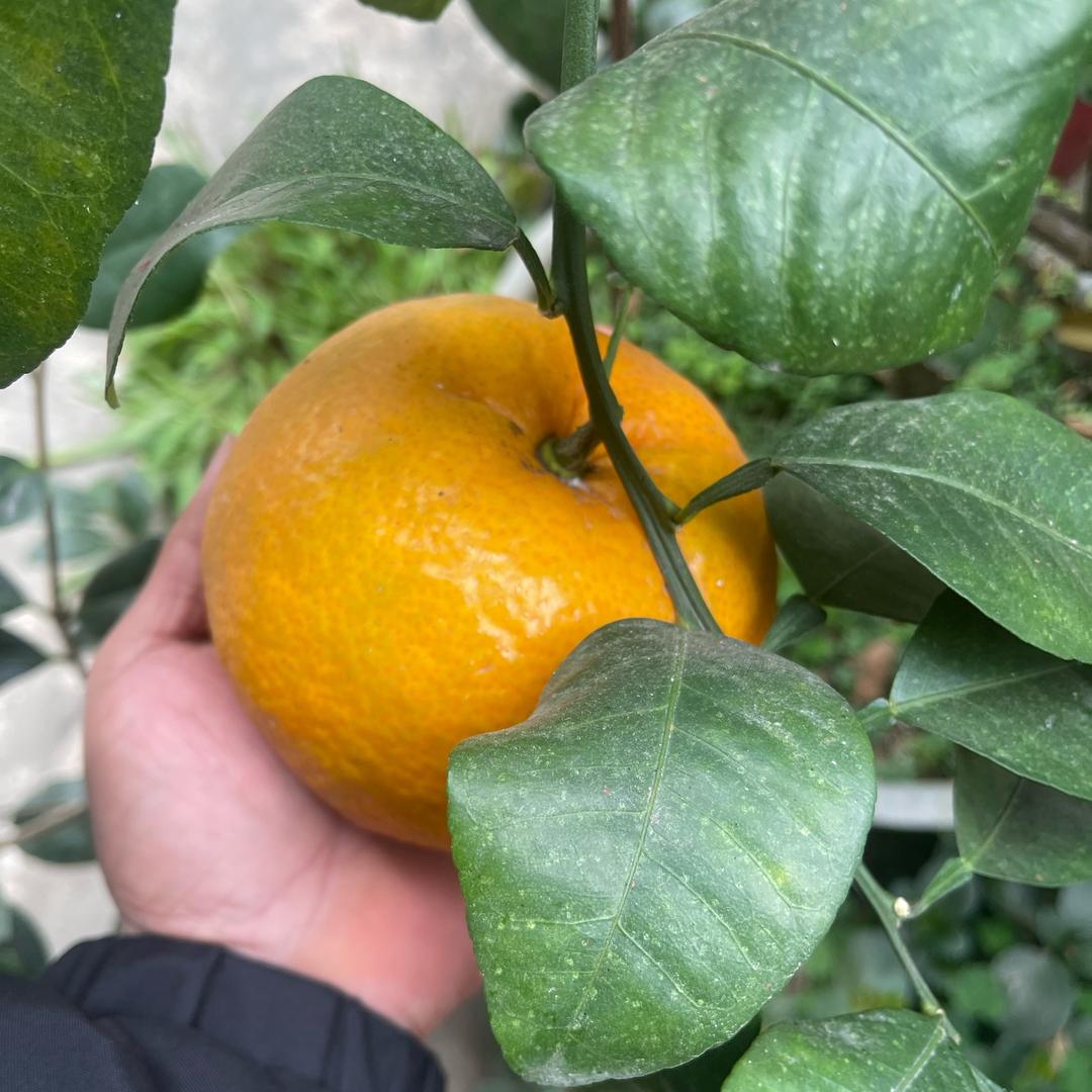 ໑ຼ₀₂₅海明 Mrs.