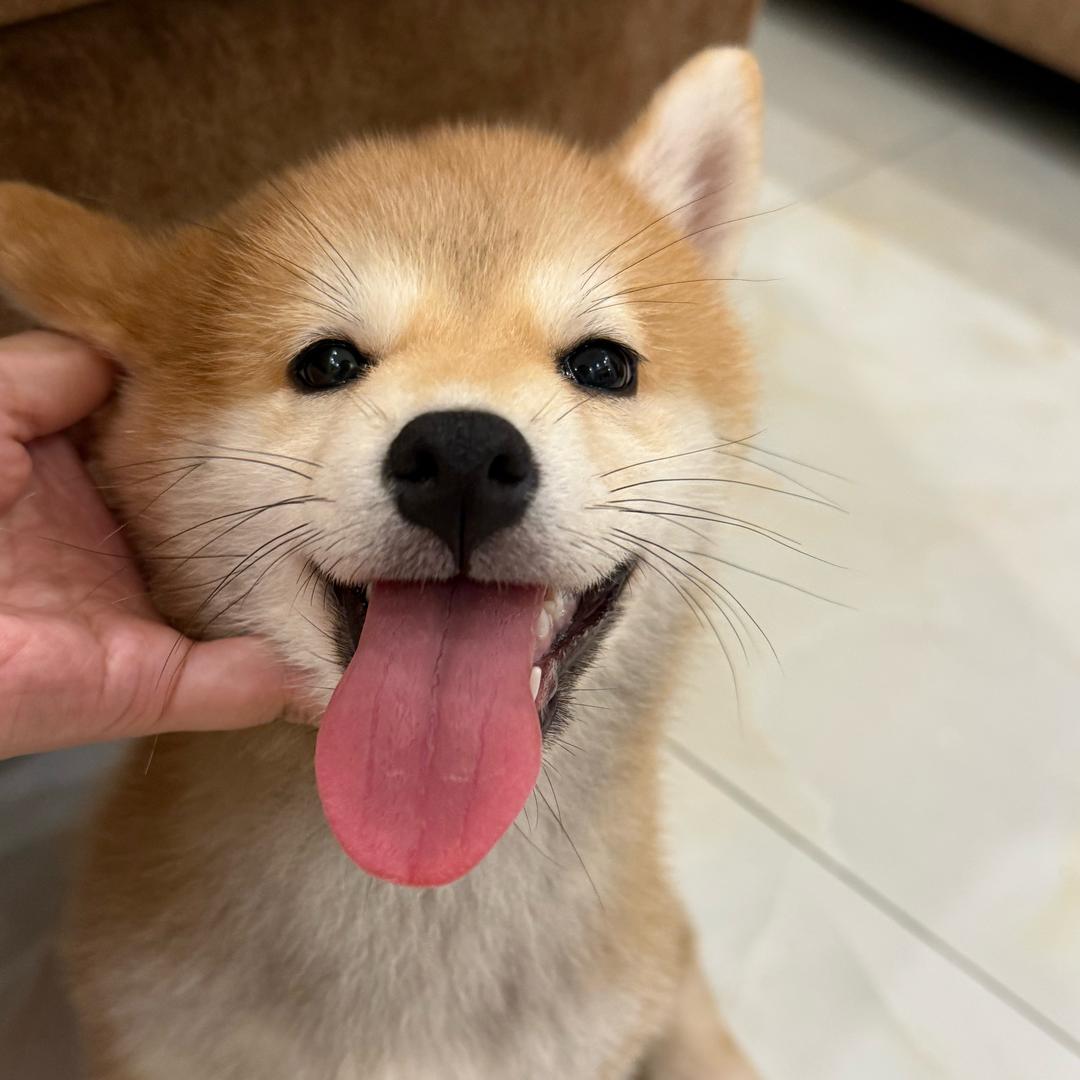 Xfufu