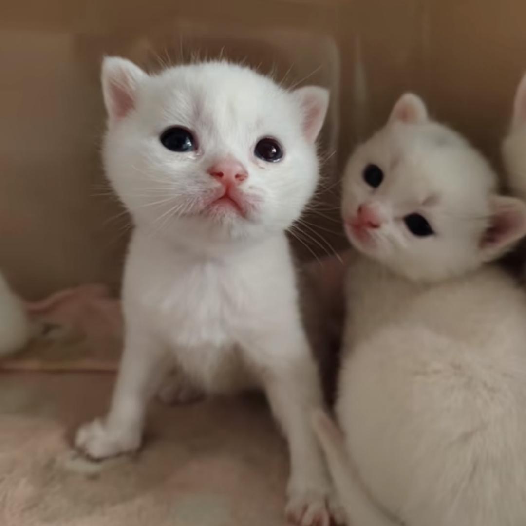 身体健康的牛马