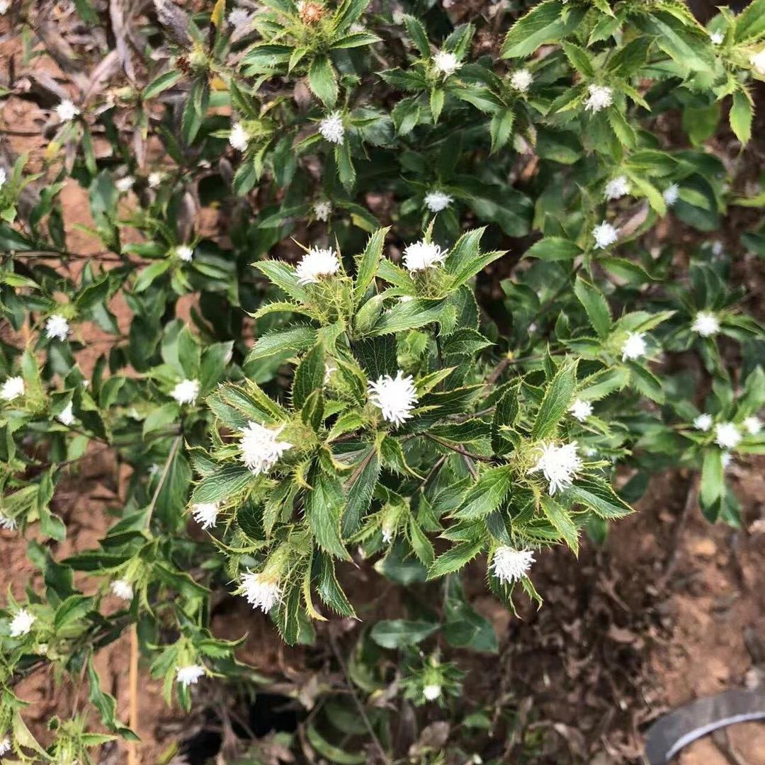 中药材苗后除草剂