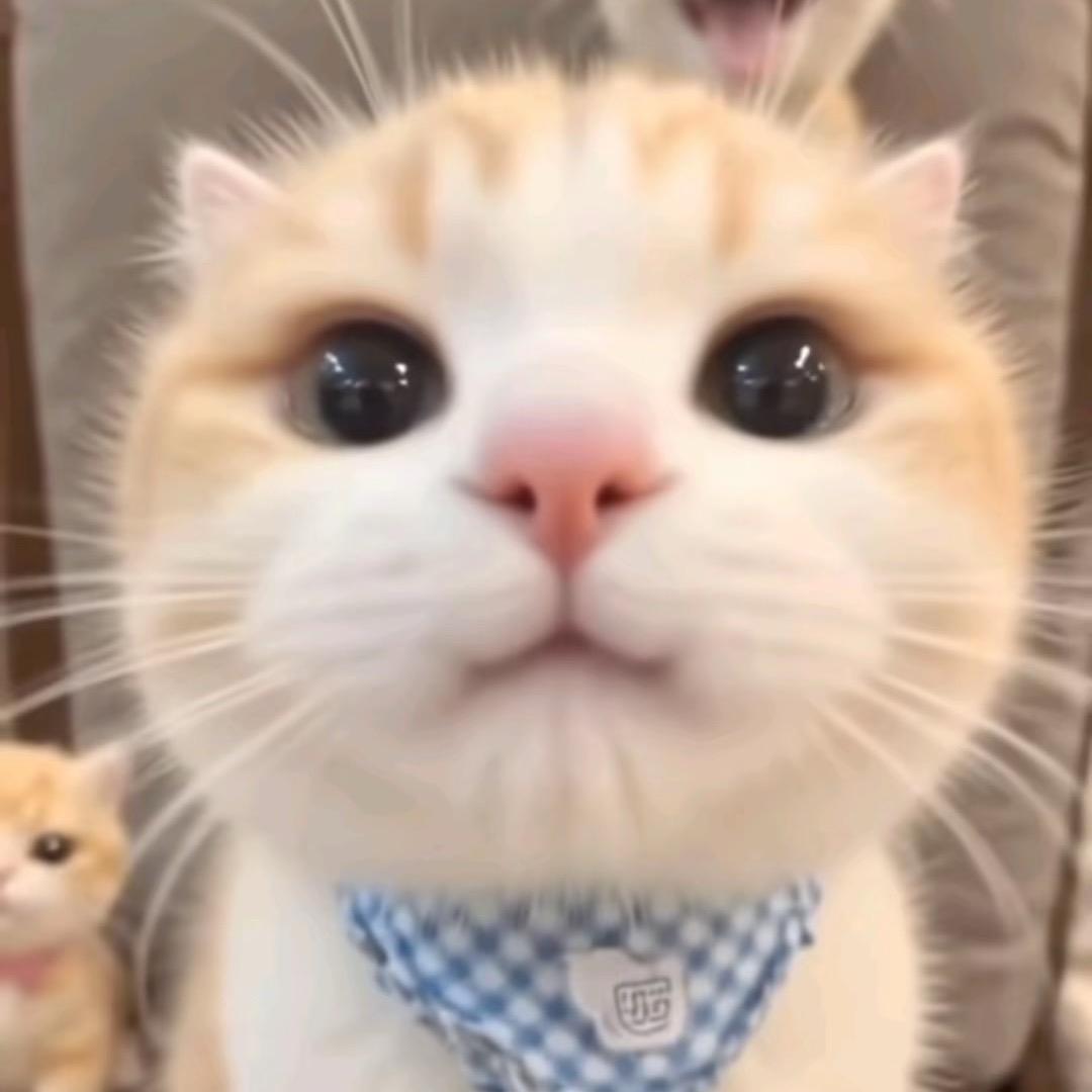 kt茉
