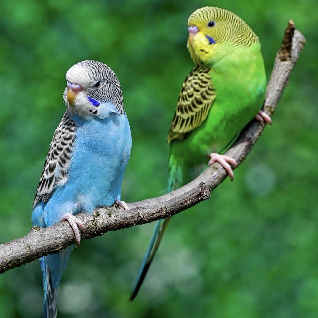 宠旺福宠物精选生活坊