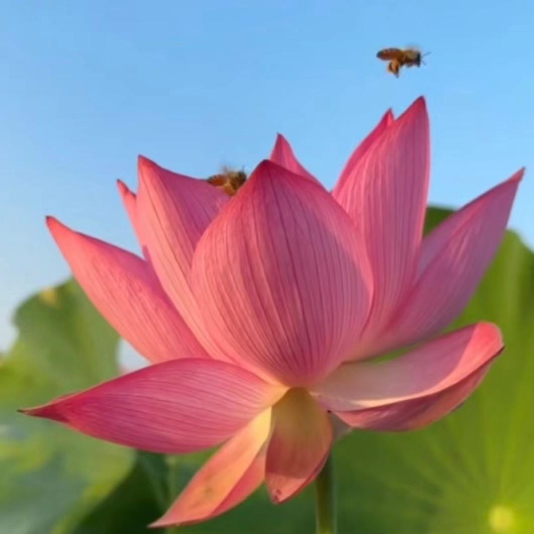 🌻夏日荷🌻