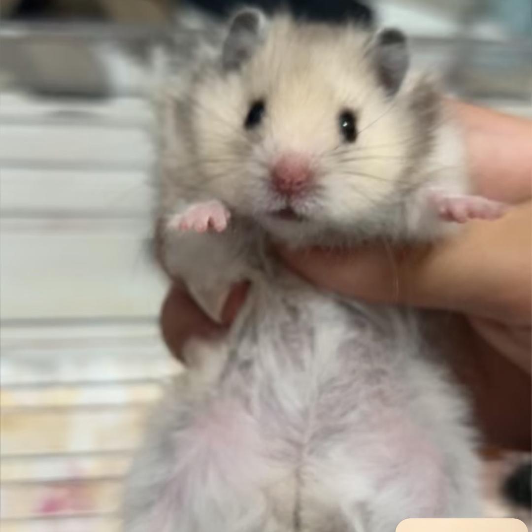 鱼仔…….