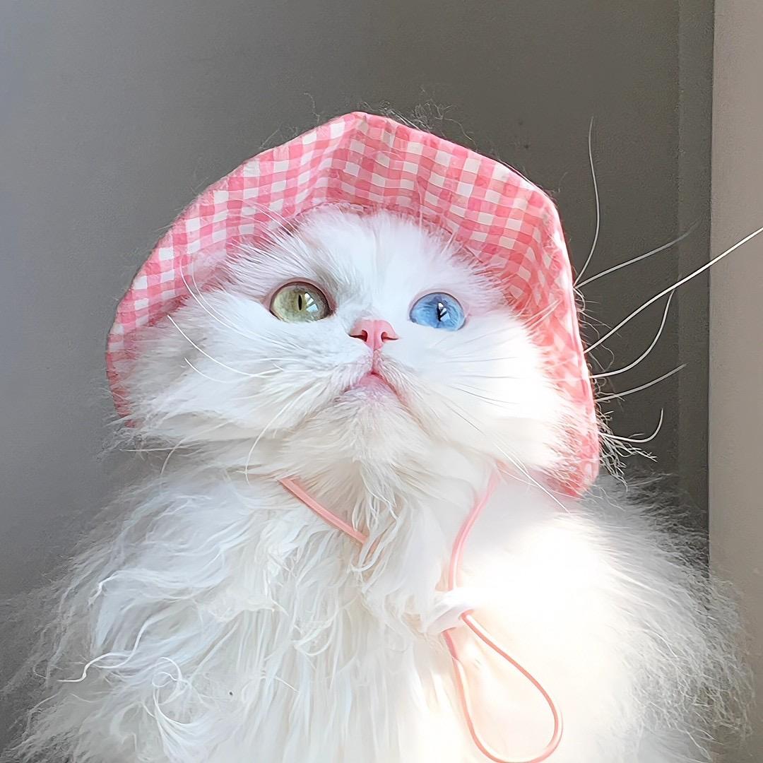 芝士饼干