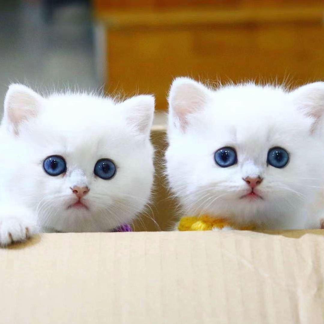 喵小五猫咪
