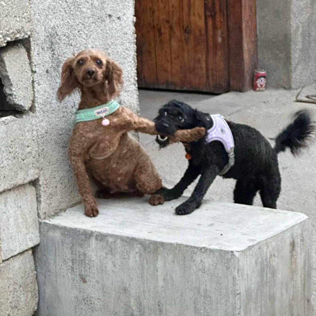 哼哼哼