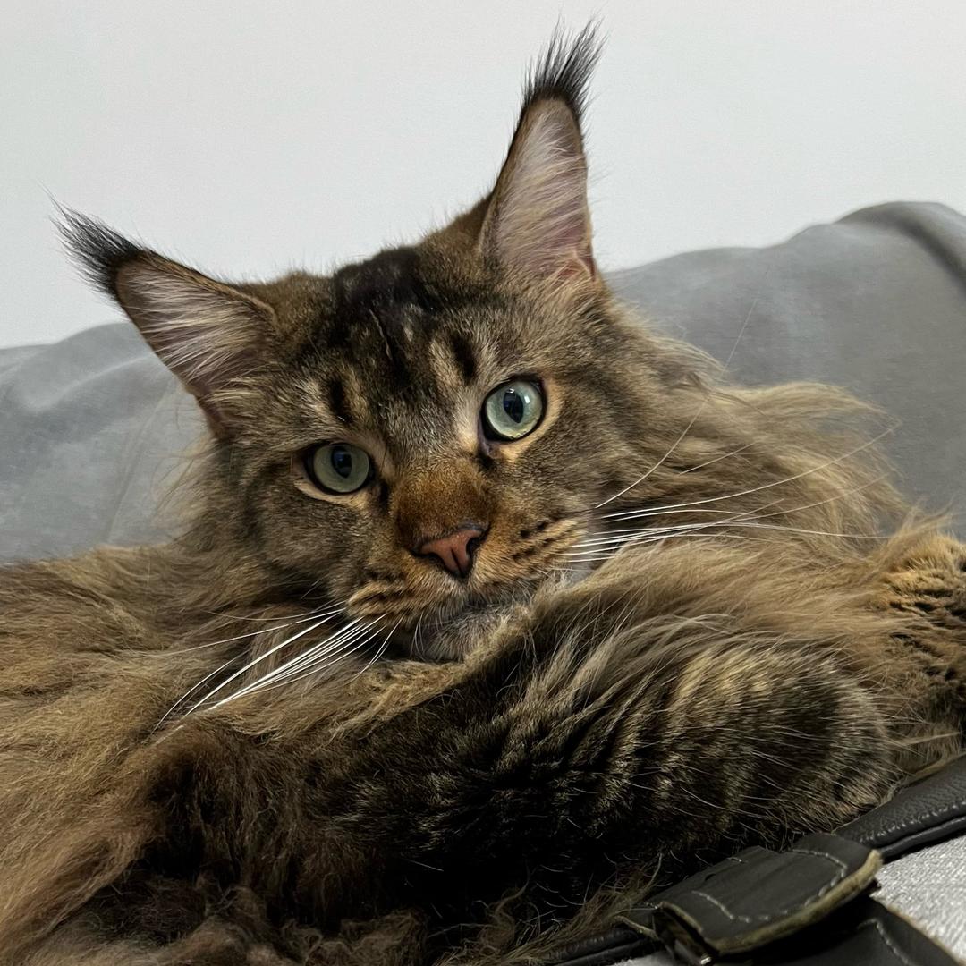 猫宝子