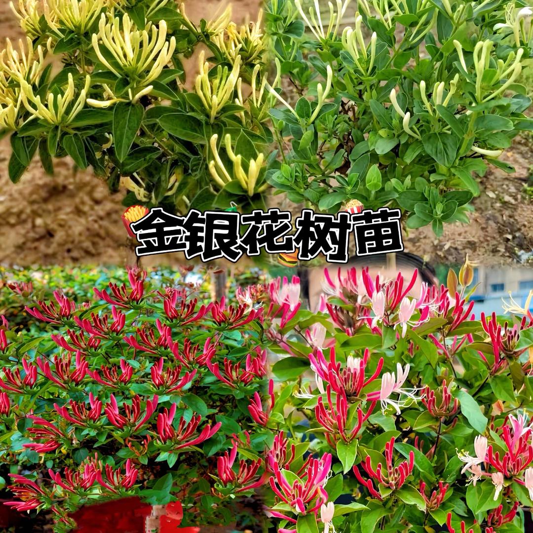 富源树苗基地