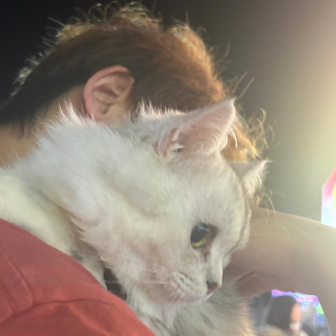 PJ（三角洲行动）