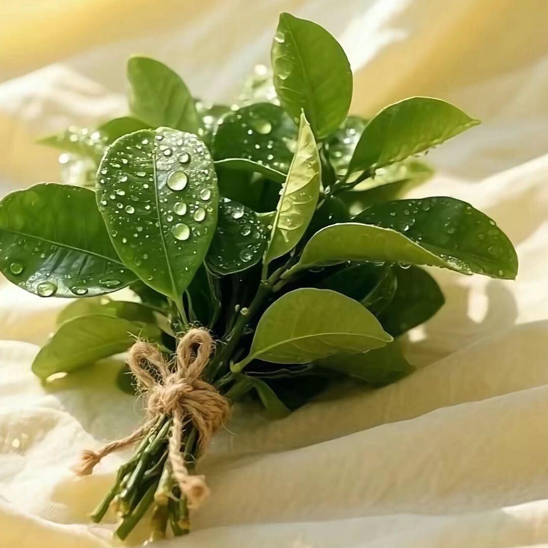 梦醒物亦菲