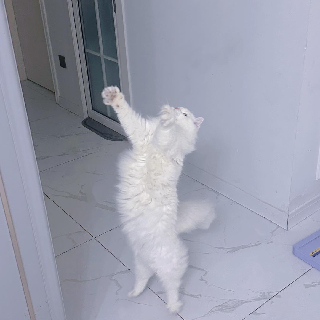 啊哩哩🐾
