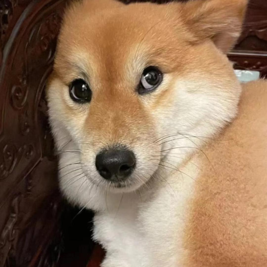 山东小曹