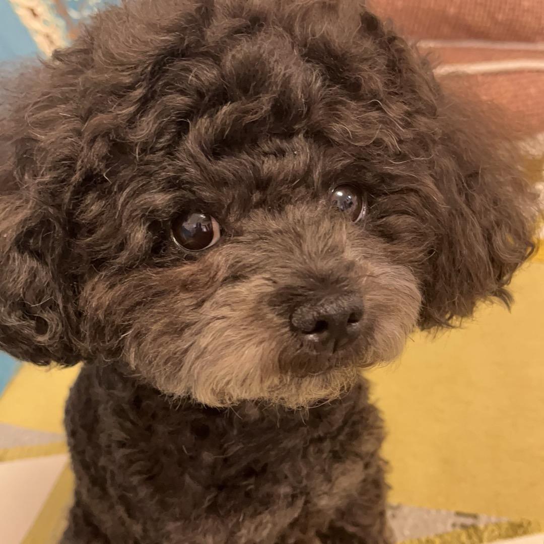 狗儿🐶乖乖