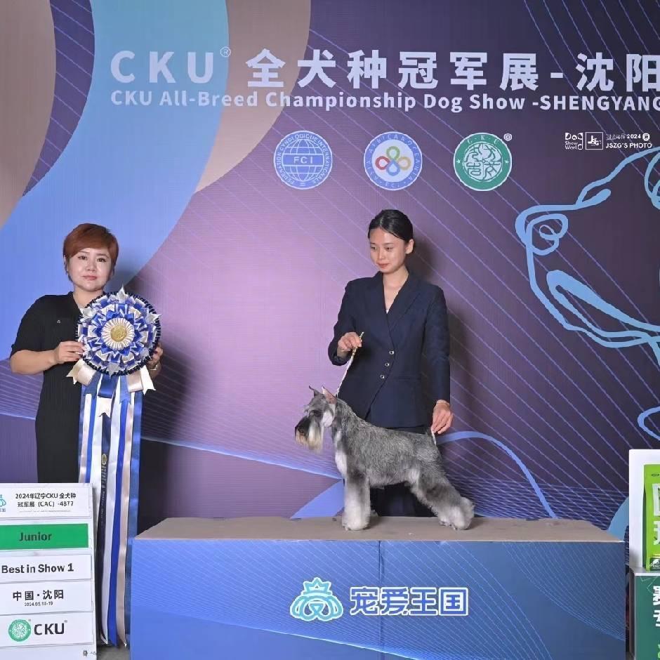 西安永恒犬舍迷你雪纳瑞