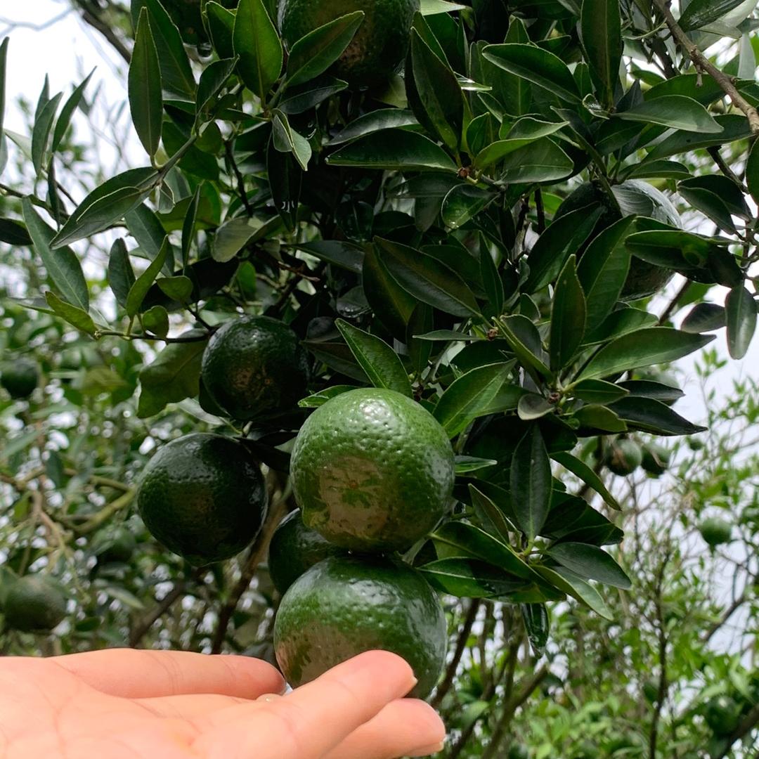 新会陈皮主产基地