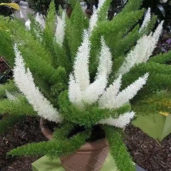 观叶植物穴苗🪴