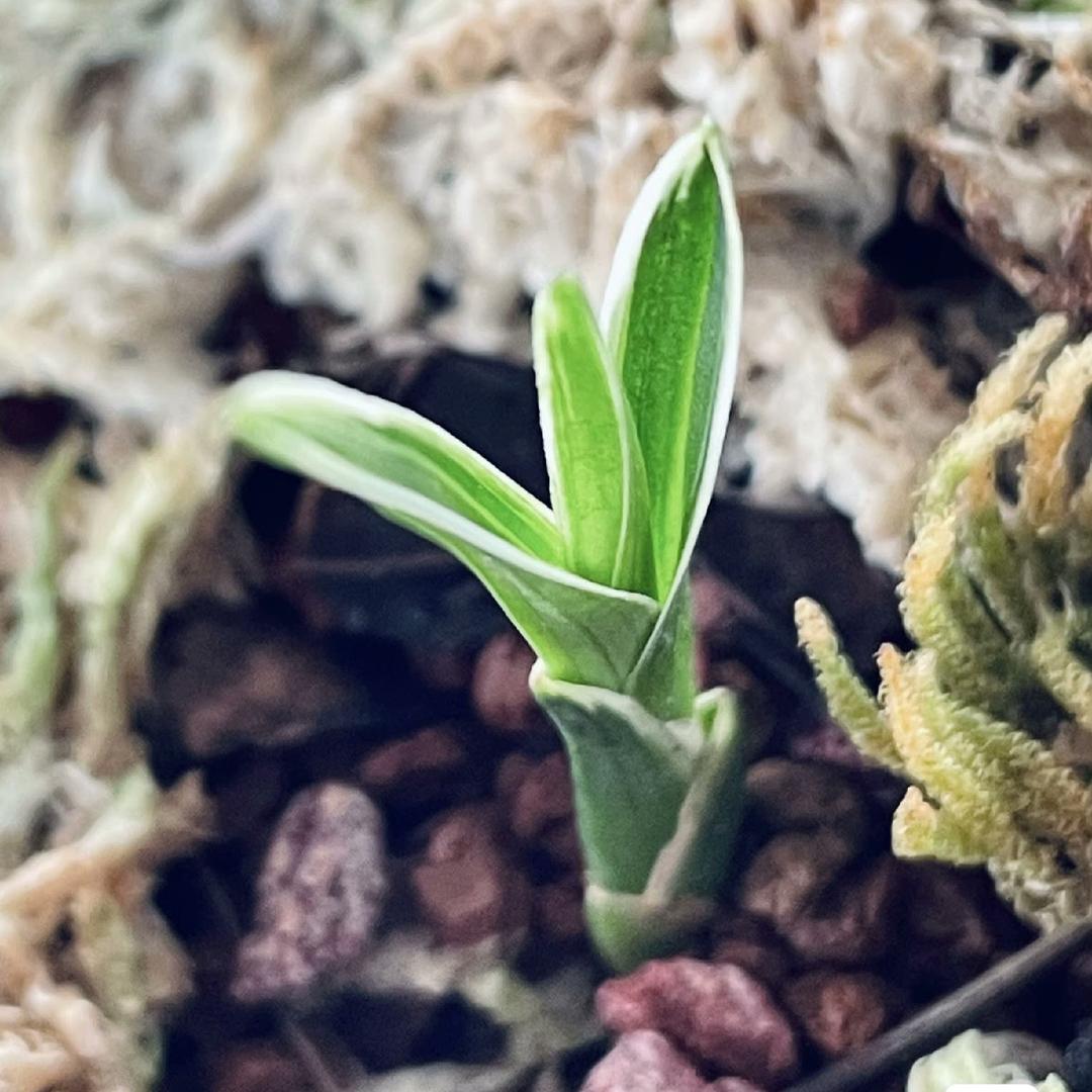 腾冲阿朋花卉生活坊