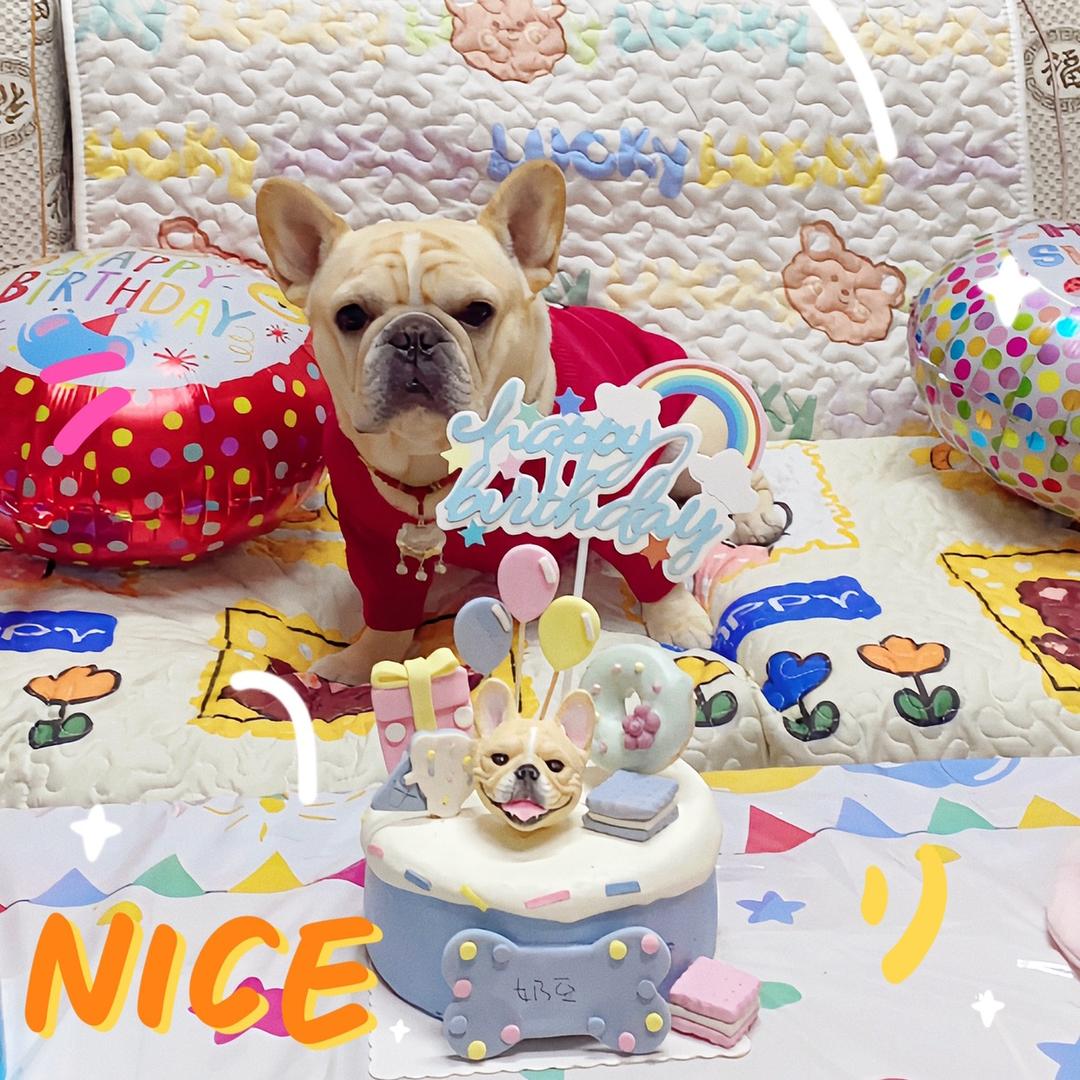 奶豆是只小法斗🥳🤩🤪