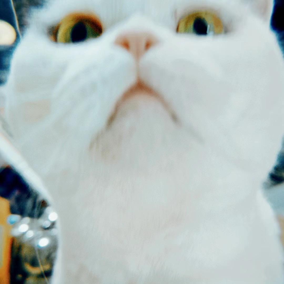 囧眉猫妹三个亿