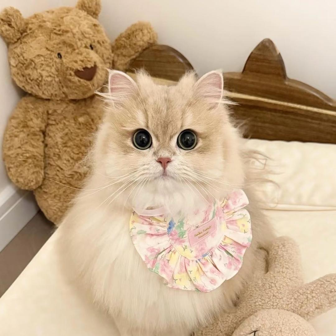 左金喵稀有色金渐层