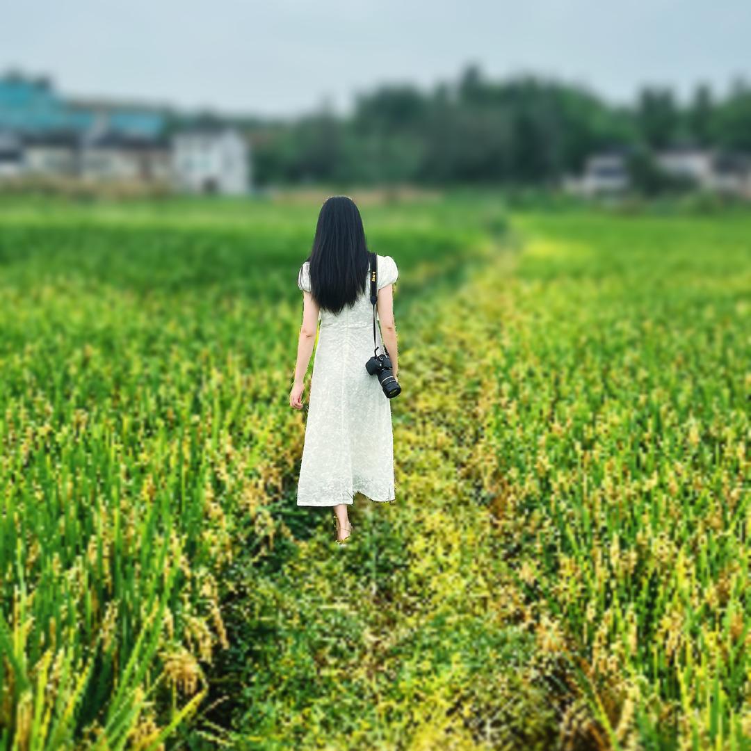 燕子。