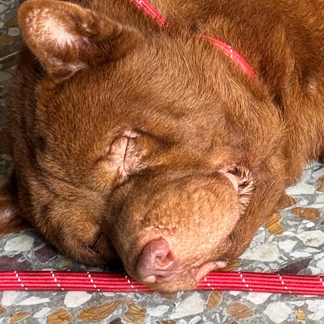 开心田园犬（小李）