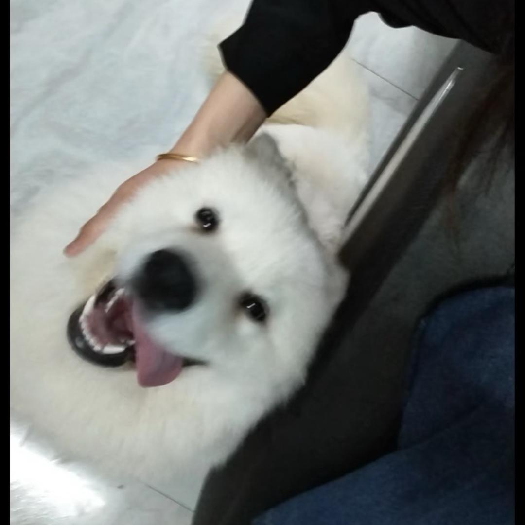 椰香薯