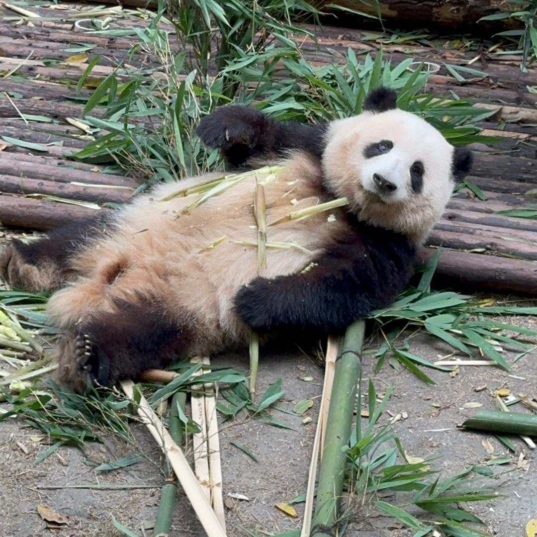 熊猫猫宝叽🐼