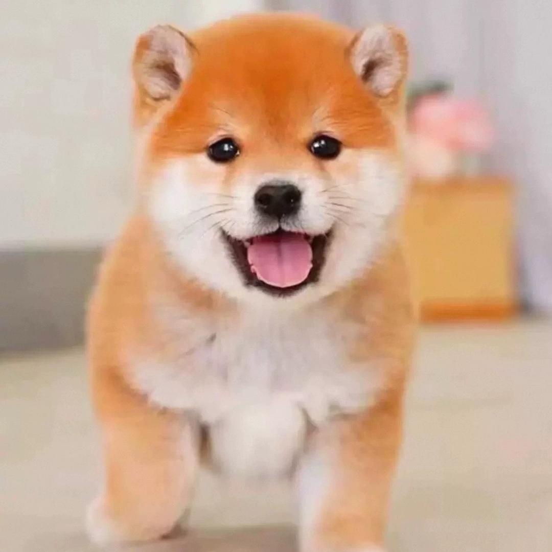 小布偶选狗狗