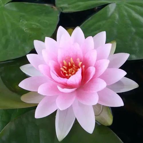 山茶花