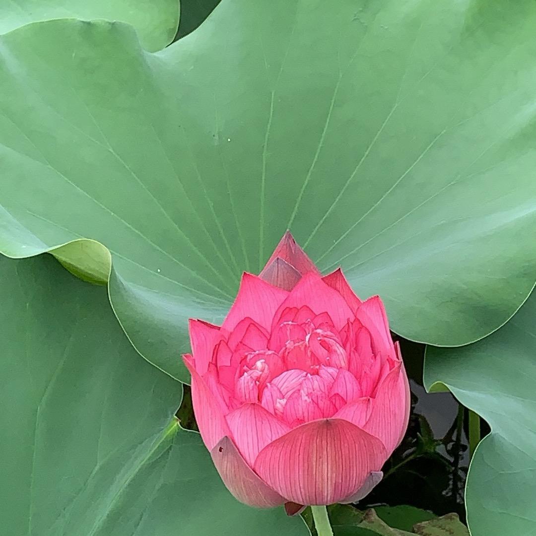 梅花