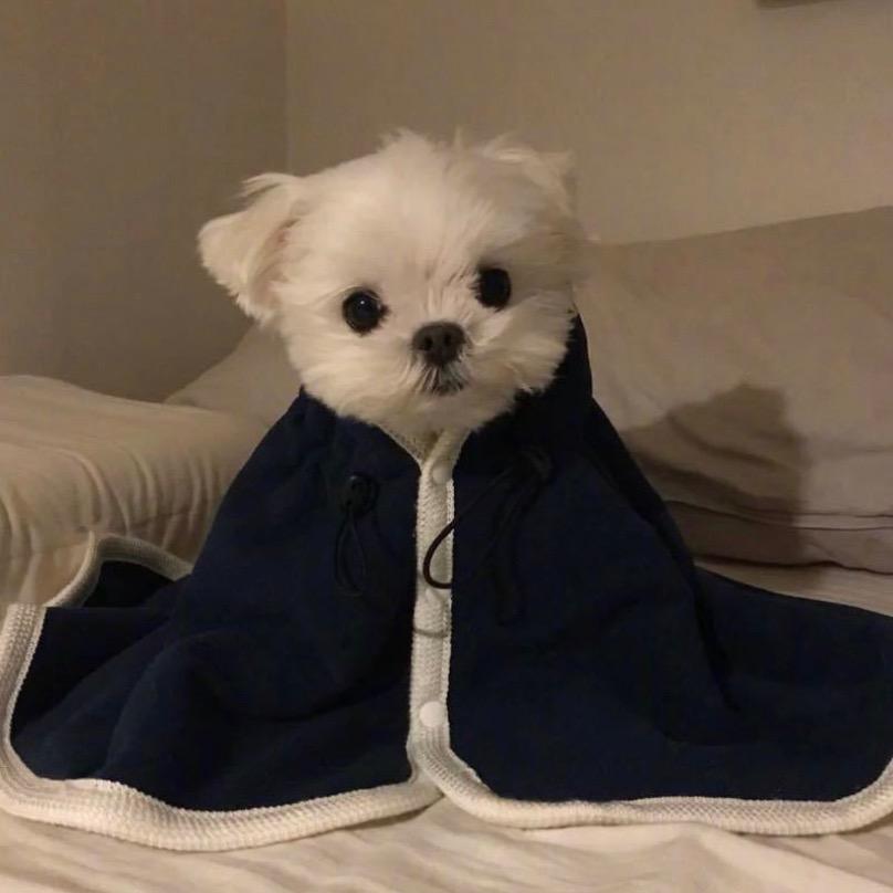 加菲猫