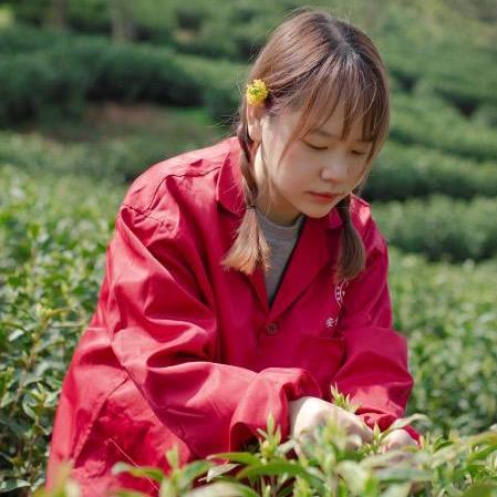 袁小育安吉白茶（安吉天汐茶场直销）