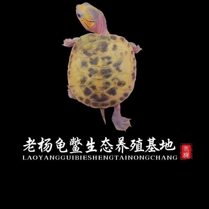 老杨变异龟鳖基地