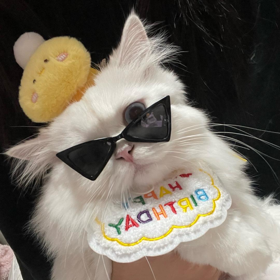 团子元子在干嘛🐾