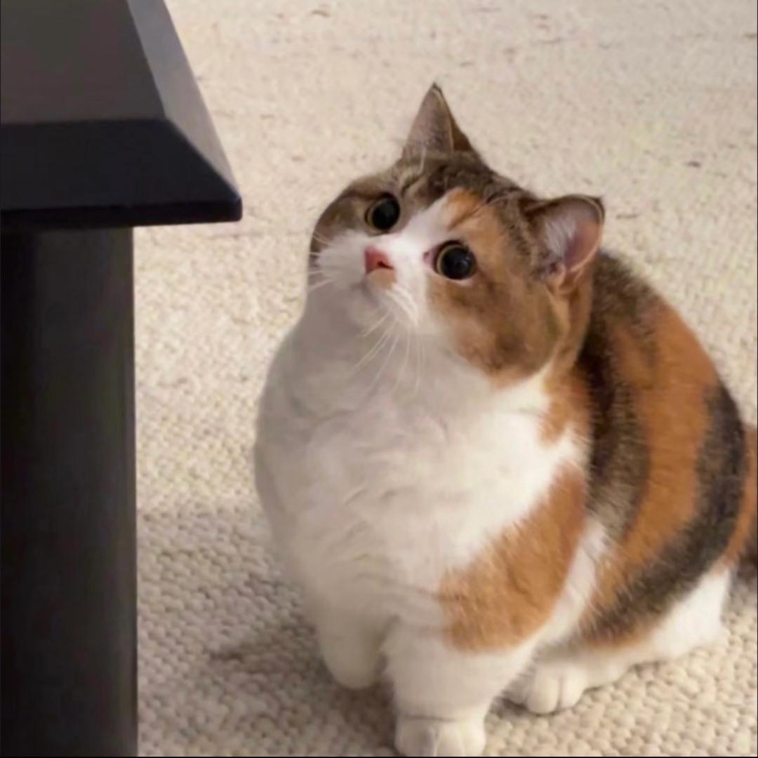 猫猫