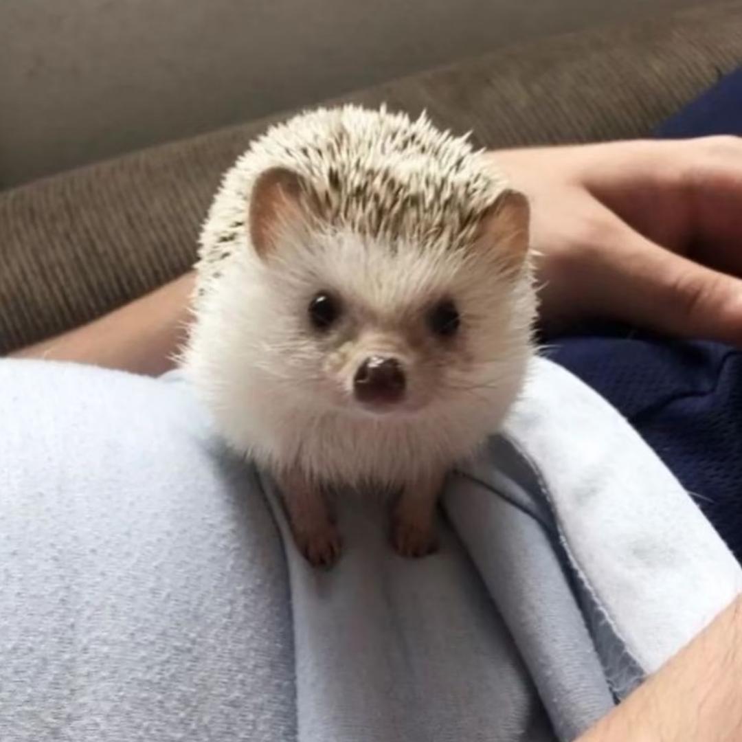 Bowie