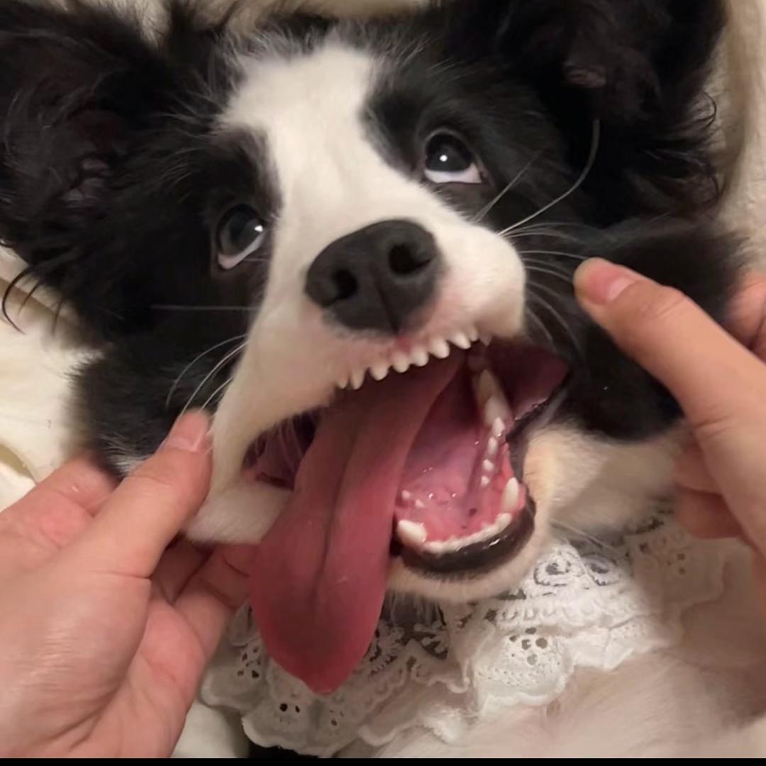 龙蛇岚