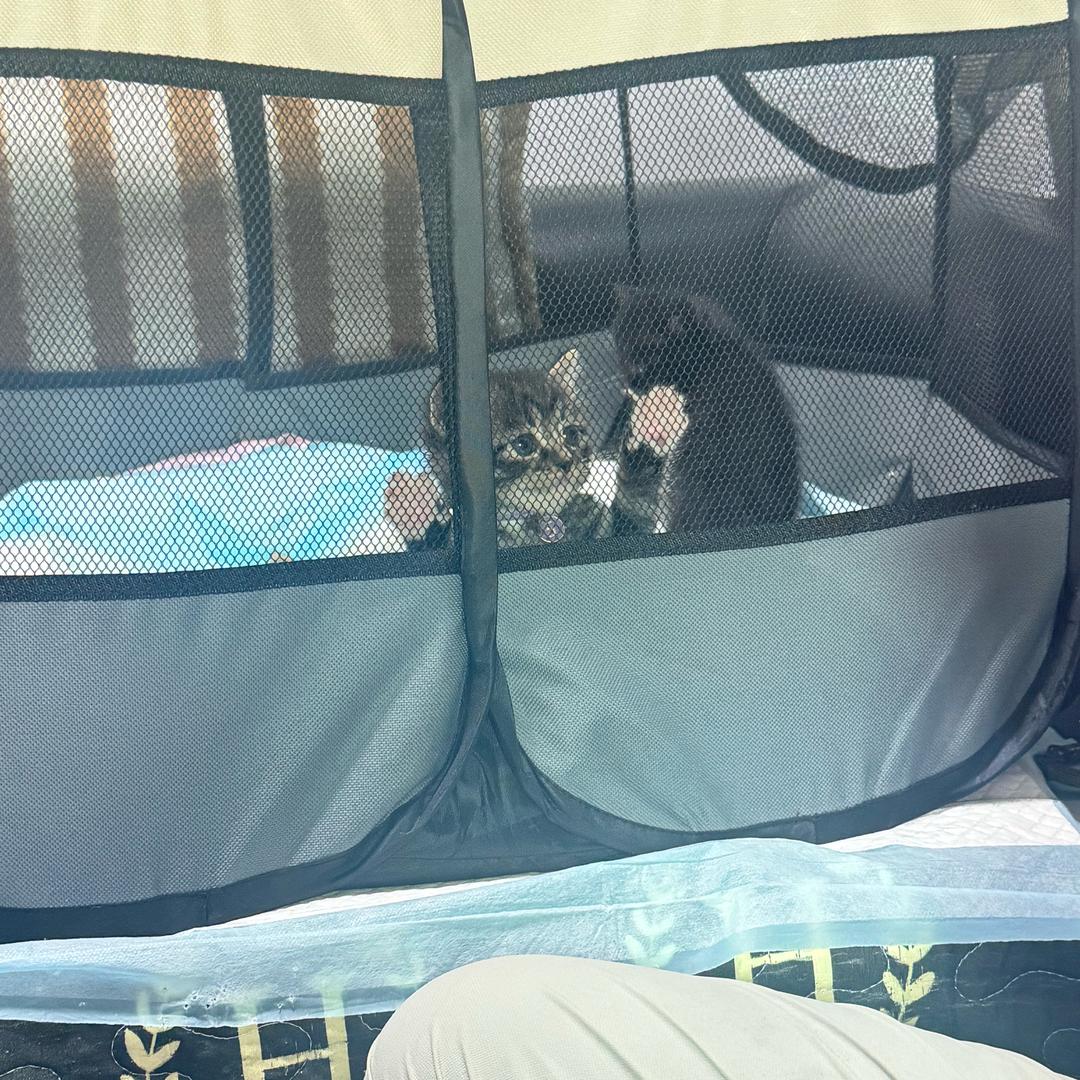 黑猫警长(和平精英）