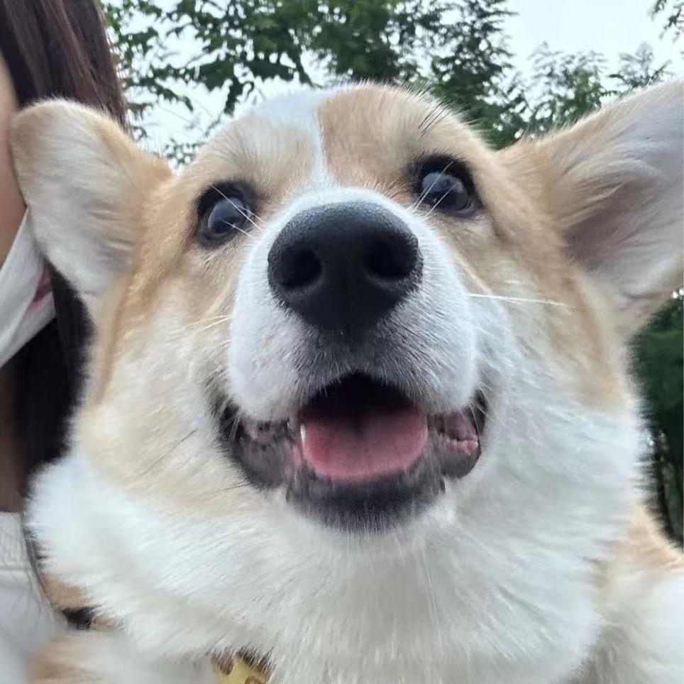 科一是只小柯基